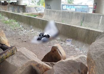 Homem em situação de rua é encontrado sem vida com cães no colo