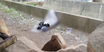 Homem em situação de rua é encontrado sem vida com cães no colo