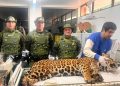 Polícia Militar do Paraná resgata onça-pintada em área residencial