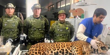Polícia Militar do Paraná resgata onça-pintada em área residencial