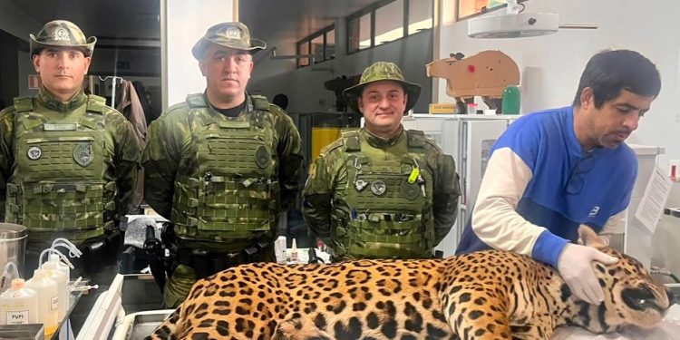 Polícia Militar do Paraná resgata onça-pintada em área residencial