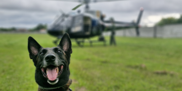 Polícia Civil do Paraná apreende armas e haxixe na Rodoviária de Curitiba