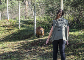 Capivara machucada no Parque Tingui é resgatada pela Secretaria Municipal do Meio Ambiente e receberá tratamento