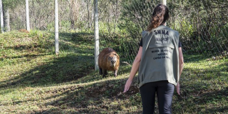 Capivara machucada no Parque Tingui é resgatada pela Secretaria Municipal do Meio Ambiente e receberá tratamento