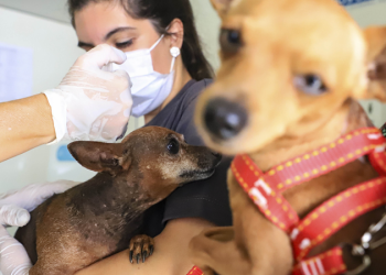 Mutirões oferecem 3.800 vagas para castração gratuita de cães e gatos; saiba como agendar