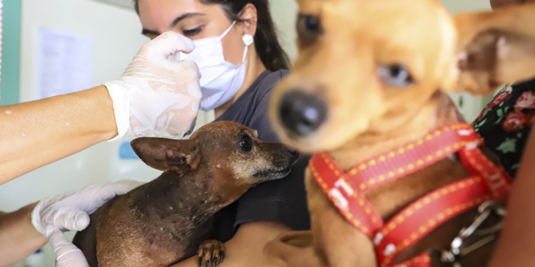 Mutirões oferecem 3.800 vagas para castração gratuita de cães e gatos; saiba como agendar
