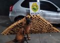BPFRON prende motorista e apreende mais de 230 quilos de maconha