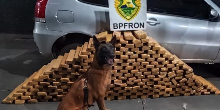 BPFRON prende motorista e apreende mais de 230 quilos de maconha