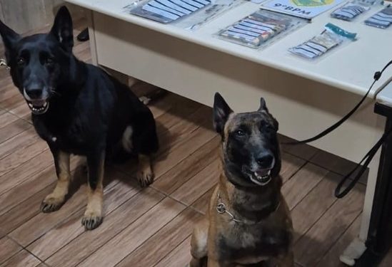 ROTAM e CIOC prendem homem por tráfico de drogas durante operação em Pontal do Paraná
