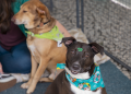 Domingo no Centro de agosto terá encontro de cães adotados e serviços gratuitos para pets