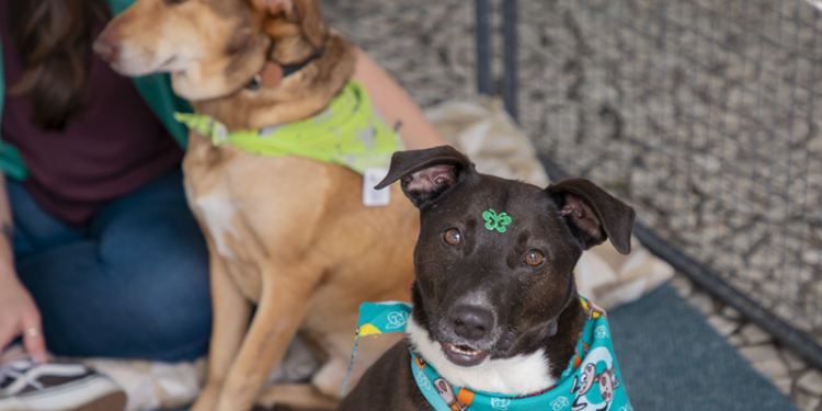 Domingo no Centro de agosto terá encontro de cães adotados e serviços gratuitos para pets