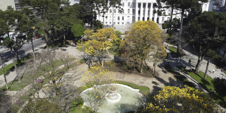 Início da florada dos ipês coloca o amarelo em evidência nas ruas e praças de Curitiba