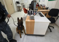 Cadela Surya faz primeira indicação de drogas e mostra serviço na Guarda Municipal
