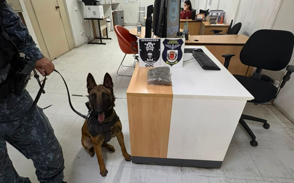 Cadela Surya faz primeira indicação de drogas e mostra serviço na Guarda Municipal