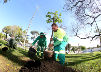 Após vandalismo, árvores vão para a UTI no Horto do Barreirinha e voltam para a arborização pública