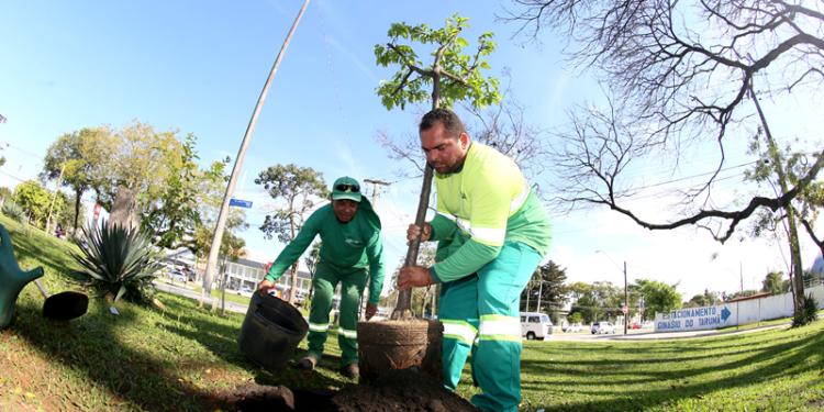 Após vandalismo, árvores vão para a UTI no Horto do Barreirinha e voltam para a arborização pública