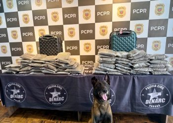 Com atuação de cão de faro, PCPR prende homem em flagrante e apreende 13 quilos de capulho na Rodoviária de Curitiba