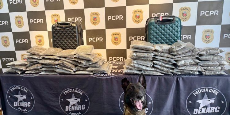 Com atuação de cão de faro, PCPR prende homem em flagrante e apreende 13 quilos de capulho na Rodoviária de Curitiba
