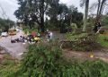Dupla em moto fura isolamento durante corte de árvore e é atingido por queda em Curitiba