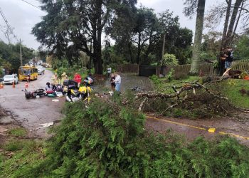 Dupla em moto fura isolamento durante corte de árvore e é atingido por queda em Curitiba