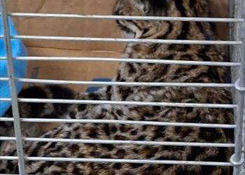 Mulher confunde jaguatirica com gato e leva animal ferido a veterinário em Curitiba