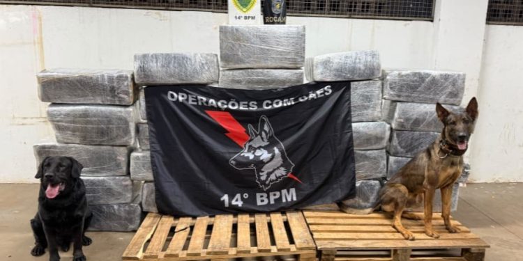 PMPR apreende cerca de 730 quilos de maconha escondidos em carreta em Foz do Iguaçu