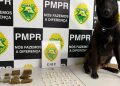 Cães farejadores localizam drogas escondidas no Prado Velho, em Curitiba