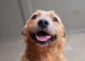 Setembro Caramelo termina com número positivo de adoções de cães e gatos em Curitiba