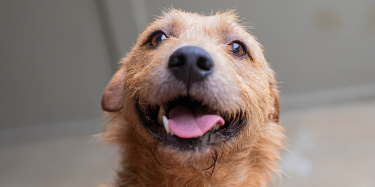 Setembro Caramelo termina com número positivo de adoções de cães e gatos em Curitiba