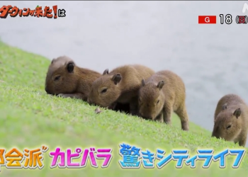 Capivaras de Curitiba são as protagonistas de documentário da TV japonesa