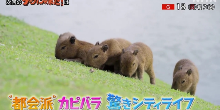 Capivaras de Curitiba são as protagonistas de documentário da TV japonesa