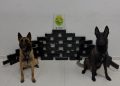 Cães farejadores localizam 28 kg de maconha em veículo abordado em Pinhais