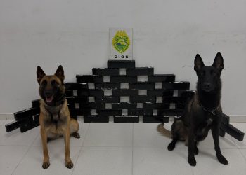 Cães farejadores localizam 28 kg de maconha em veículo abordado em Pinhais
