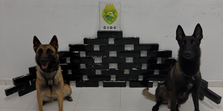 Cães farejadores localizam 28 kg de maconha em veículo abordado em Pinhais