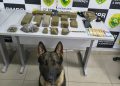 Equipe K9 apreende mais de 5,5 kg de maconha e prende suspeito de tráfico em Curitiba