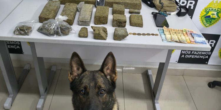 Equipe K9 apreende mais de 5,5 kg de maconha e prende suspeito de tráfico em Curitiba