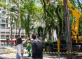 Prefeitura de Curitiba retira árvores com risco de queda na Praça Osório
