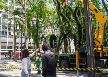 Prefeitura de Curitiba retira árvores com risco de queda na Praça Osório