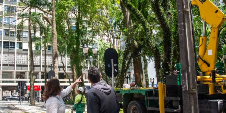 Prefeitura de Curitiba retira árvores com risco de queda na Praça Osório